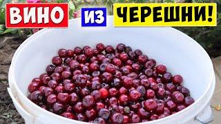 ВИНО из ЧЕРЕШНИ / Простой Рецепт  Cherry wine