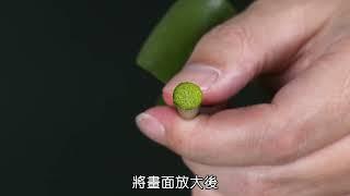 4上ch3觀察水生植物的構造