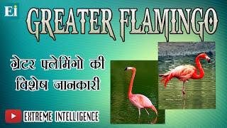 Greater Flamingo | Migratory Birds |  Greater Flamingo Bird | Greater Flamingo In Hindi | Flamingo