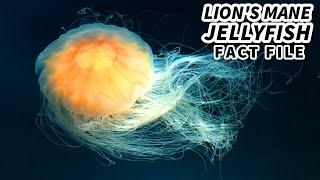 Lion's Mane Jellyfish Facts: the LARGEST Living JELLYFISH | Animal Fact Files