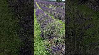 Visited lavender farm in Auckland #newzealand #holiday #farm #nature #lavender #organic #vlog