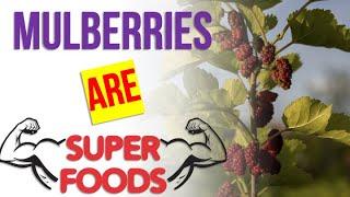 10 Amazing Health Benefits of Mulberries. Mulberry Benefits for YOU!