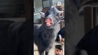 funny videos #goat #viral #goat #animals