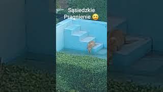 #sąsiedzkie #pragnienie #sąsiad #kot #woda #basen