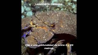 Langosta Canaria