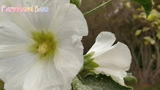 Alcea  Rosea | Holloyhock White  and the Bee [ Farmhand Bans ]