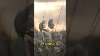 为人处世之道 |  智慧人生 | 悟人生之道 | 善海悟道 | 人生感悟 |  #感情 #情感