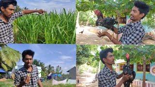 Namma Veetu Thottam | Farming Vlog | Trending tamil gobi