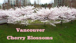 Cherry Blossoms 2022 Vancouver Canada