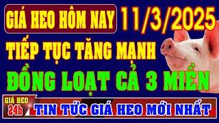 Giá heo hơi ngày 11/3/2025 - TIẾP TỤC TĂNG MẠNH ĐỒNG LOẠT CẢ 3 MIỀN