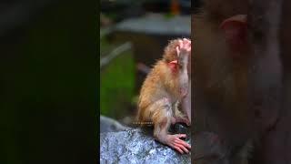 Pity Baby Monkey Leo #monkey #shorts #youtubeshorts | Wild Monkey TV