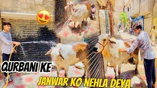 Cow  ko nehla deya 