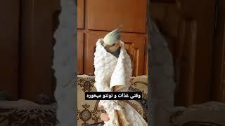 طرفدار غذا سنتی ای یا فست فود ؟  #cocktail #parrot #bird #funny #animal #pet #cute ️