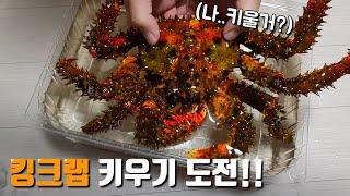 대형 킹크랩 키우기 도전해 봤습니다! 역시 난이도가 최강이네요 ㄷㄷ~ Raising king crab [해수인TV]