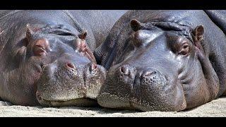 Hippo Sounds