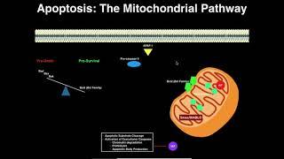 Apoptosis | The Mitochondrial Pathway