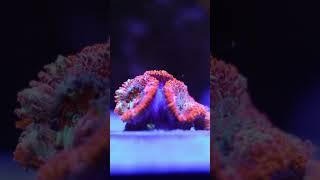 ReefRoids feeding Acan Coral #coralreef #oceanreef #reef2reef #aquarium #reeftank #Acan #brs