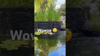 Tiny Natural Swimming Pond #swimming #natural #koi