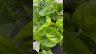 Gorgeous Global Green Pothos at Home Depot #shorts #plantshopping #houseplants