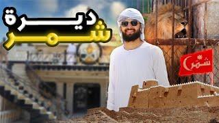 يوم كامل في ضيافة شمر