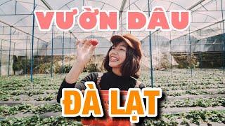 THE BEST STRAWBERRY FARM IN DA LAT * STRAWBERRY PICKING IN DA LAT * CUC HOA MI STRAWBERRY FARM