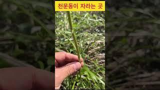 천문동은 이런 곳에서 자랍니다. 아무데나 가면 없어요