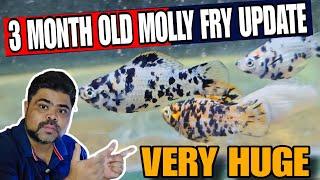 3 Month Old MOLLY FRYS UPDATE | Beautiful Balloon Spotted Molly Fish