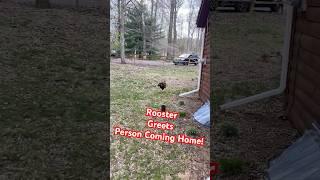 Rooster is Ecstatic to Greet His Pet Parent