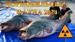 Чорнобиль - які тварини живуть у зоні відчуження у 2024 році? Animals of Chernobyl