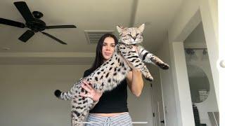 Bringing home my F1 Savannah kitten (most expensive cat in the world)