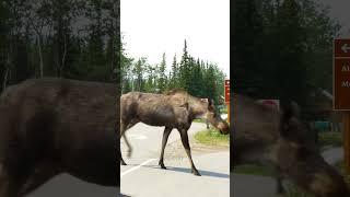 Moose with babies on the road, Alaska #travel #nationalpark #denali #alaska #moose #roads #roadtrip
