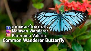 Common Wanderer Butterfly|Pareronia Valeria|Malayan Wanderer|Naadodishalabham @simimaniz