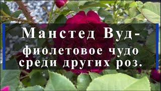 Манстед Вуд - фиолетовое чудо среди других роз. Питомник растений Е. Иващенко