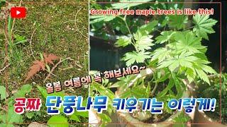 공짜 단풍나무 키우기는 이렇게!_Growing free maple trees is like this!