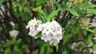 Spiraea cantoniensis (Reeve's spiraea)