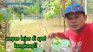 BEGINI CARANYA MANCING NILA!! menggunakan umpan cacing di spot kangkung.