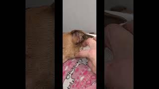 For your Life  #pets #doglover #dog #jackrussell #jackrussellterrier