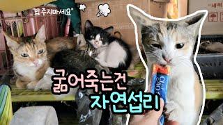 시장안 고양이 구조하러갑니다(굶어죽게 밥주지마세요)