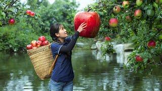 Harvesting STONE APPLE - Harvest and take care family | Ella Daily Life