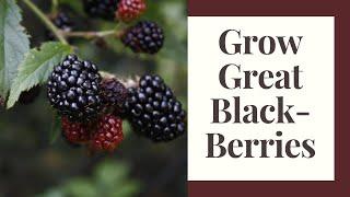 How To Grow Blackberries - Beginner Guide