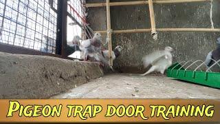 Trap Door Training ￼Honers Pigeon | X Fighter Birds