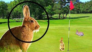 Air Rifle Rabbit Shooting - Head Shots Only