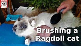 Brushing a Ragdoll cat's fur. What to do to prevent shedding?