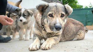 Rescue Of Sweetest Stray Dog And Her Last Puppy