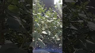 kitchen window view ️️#nature #plants #gardening #viralvideo