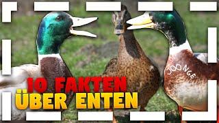 10 FAKTEN über Enten! 