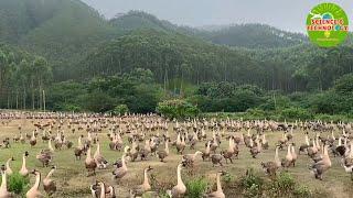 Lion-Head Goose Farm, Amazing and Incredible Large Scale Lion-Head Goose Farm in Guangdong, China.