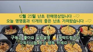 난초 판매영상입니다. 12/25좋은 난초 가져왔으니 많은 관심과 성원 부탁드립니다      #난초 #주금화 #주금소심 산반 서반 #산채품  #중투호 황중투 송정 두화목 천종 동광