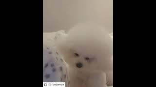 저기요~ 저기요~ 강아지가 불러요 넘 귀여운 비숑 사랑스러워