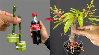 TOP TECHNIQUE using Coca Cola and bananas stimulates mango trees to grow extremely fast